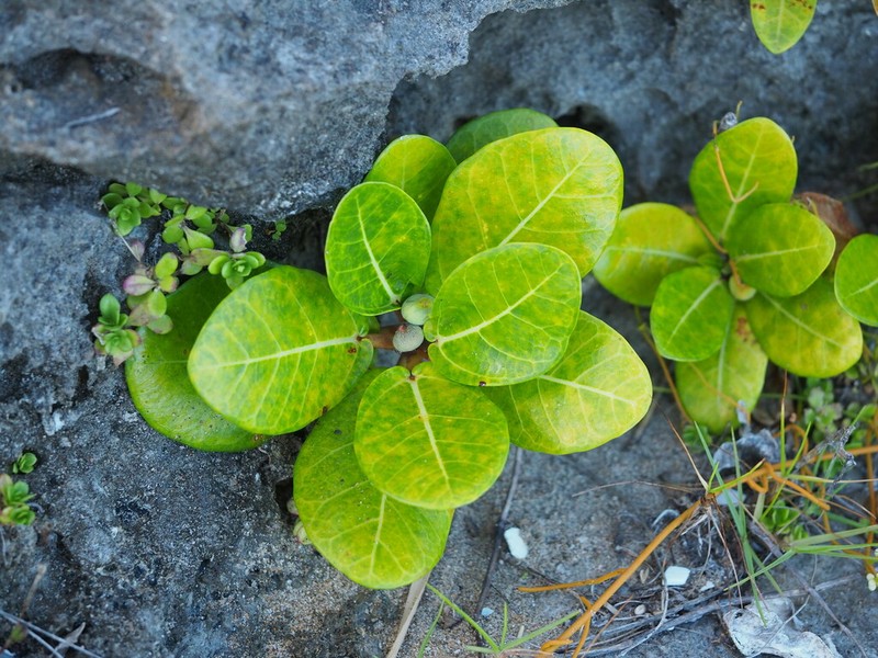 Ficus pedunculosa photo 8