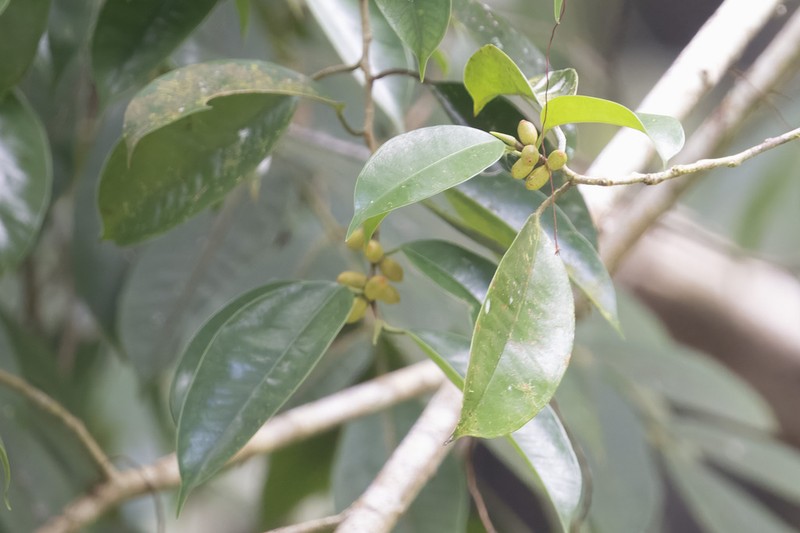 Ficus pellucidopunctata