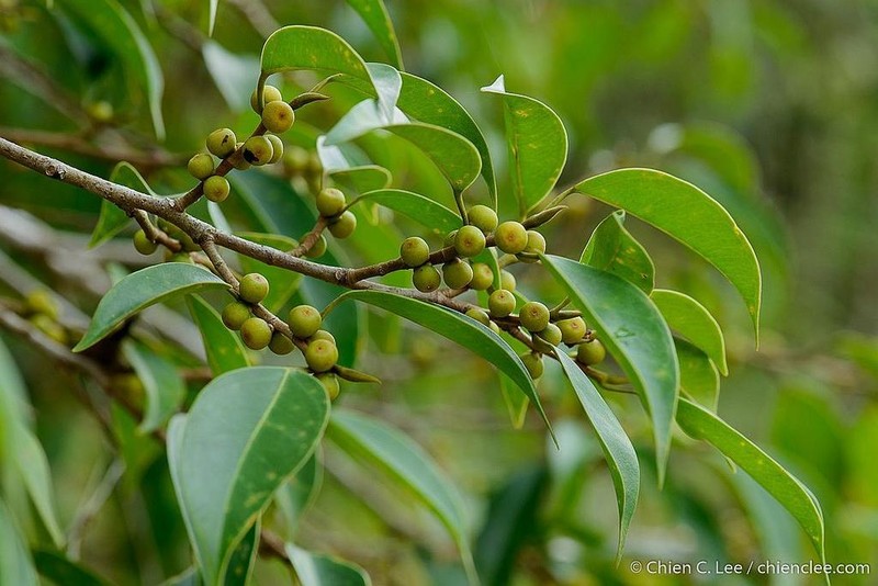 Ficus pellucidopunctata photo 2