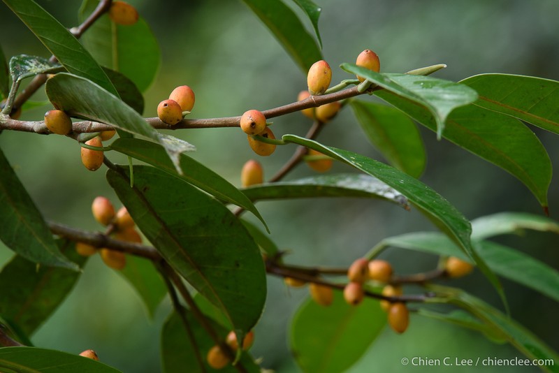 Ficus pellucidopunctata photo 3