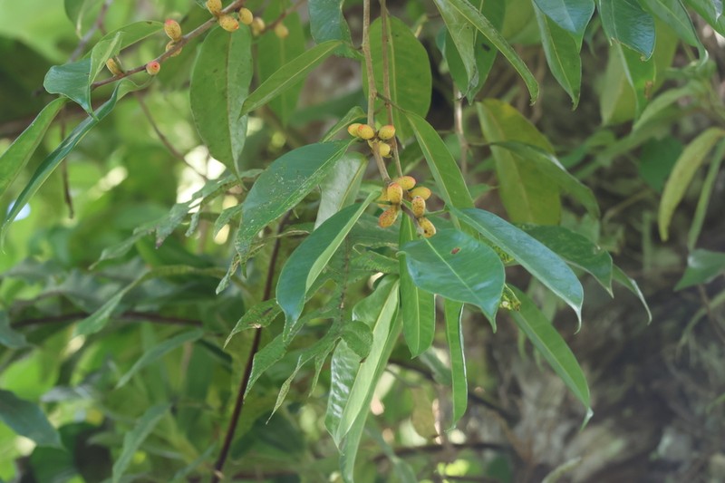 Ficus pellucidopunctata photo 4
