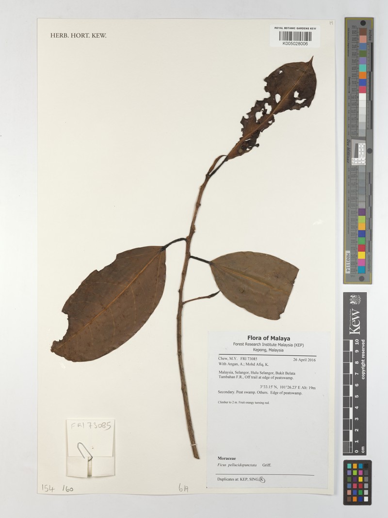 Ficus pellucidopunctata photo 5