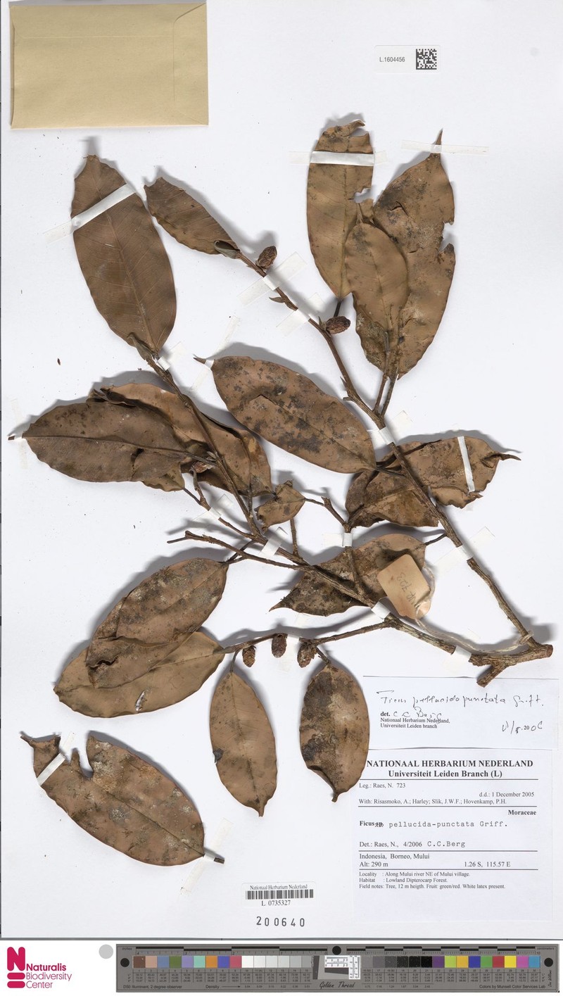 Ficus pellucidopunctata photo 6