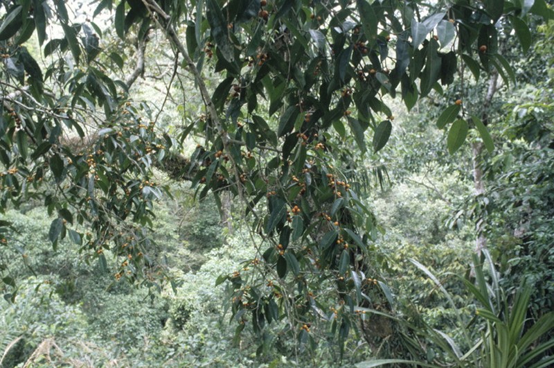 Ficus pellucidopunctata photo 7