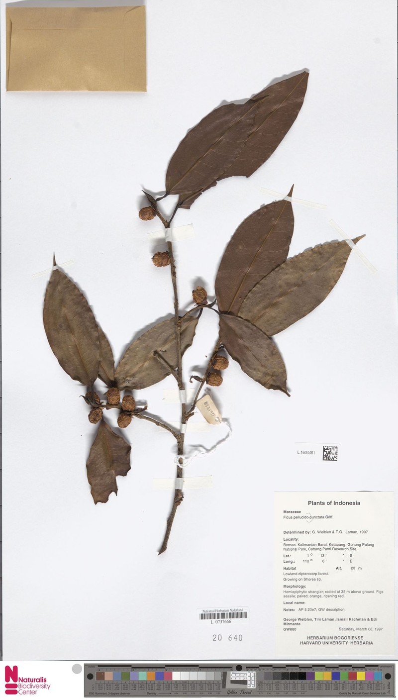 Ficus pellucidopunctata photo 8