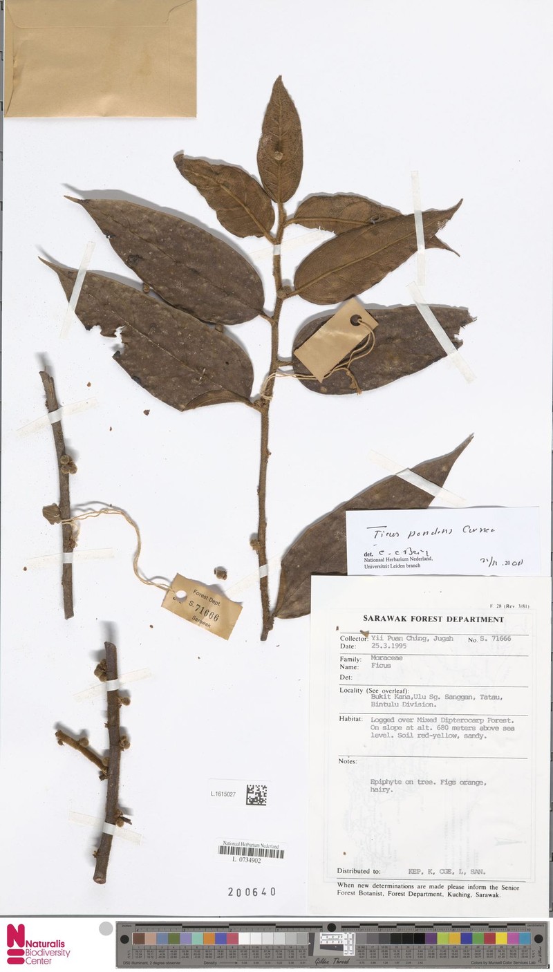 Ficus pendens