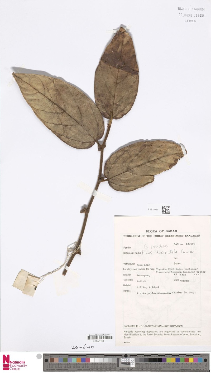 Ficus pendens photo 3