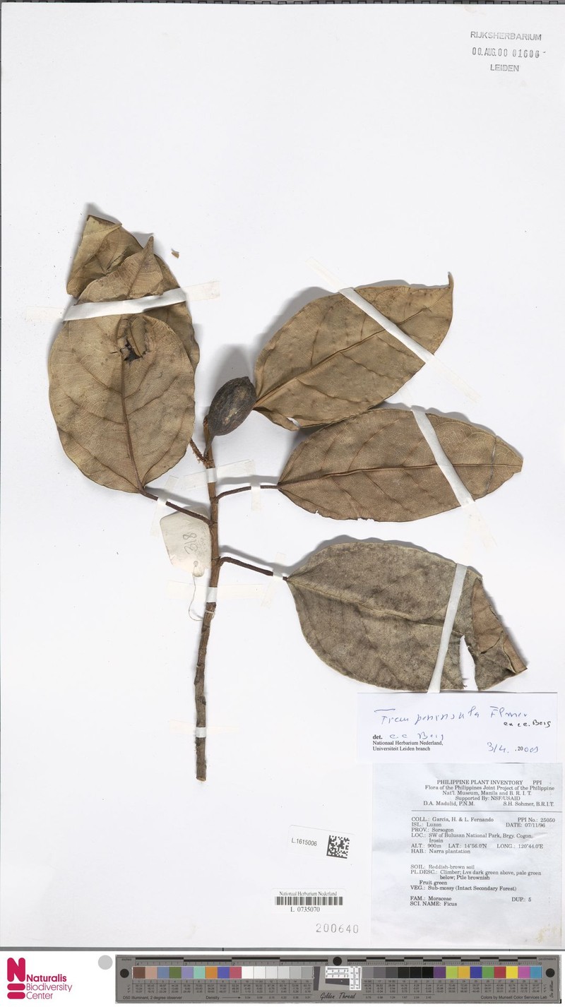 Ficus peninsula