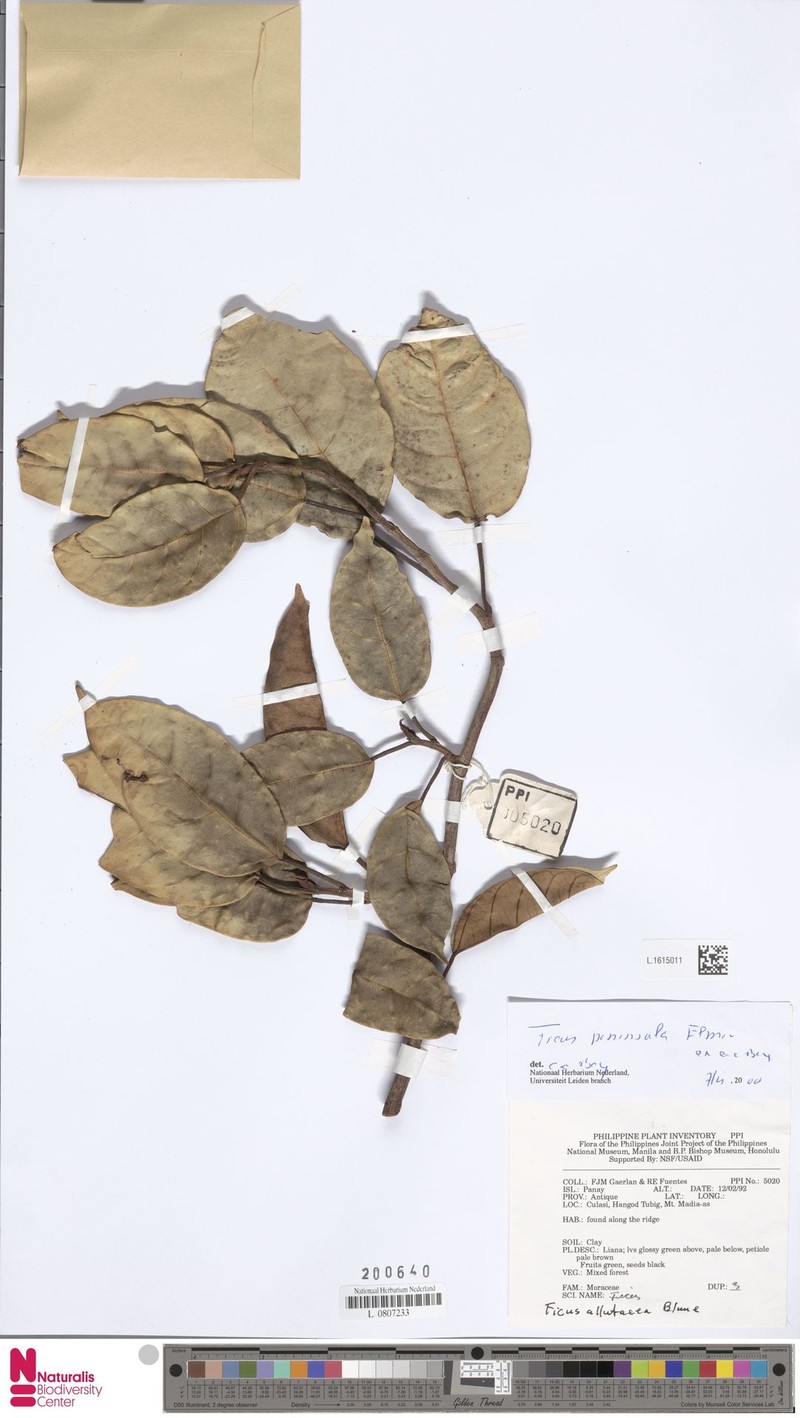 Ficus peninsula photo 2