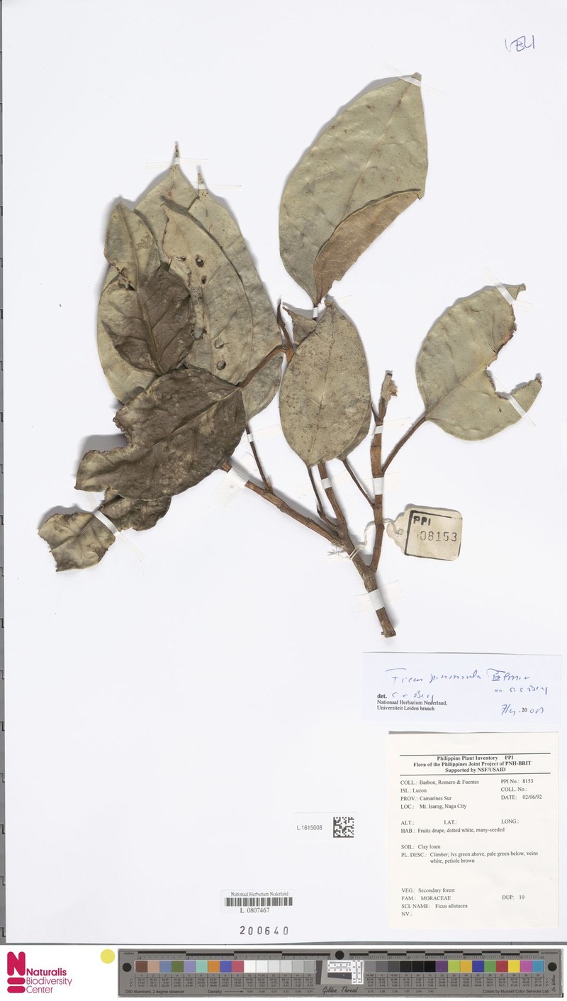Ficus peninsula photo 3