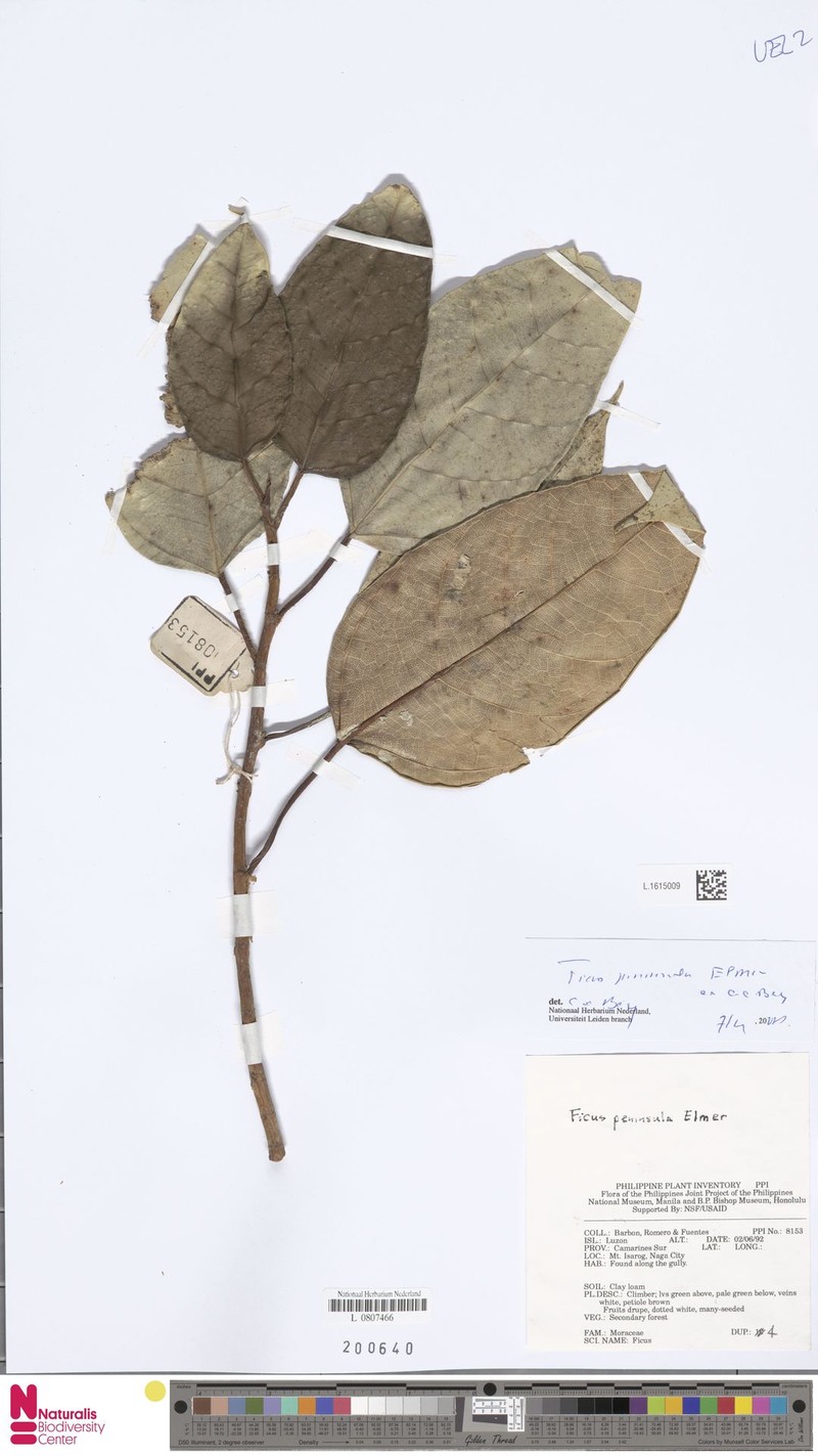 Ficus peninsula photo 4