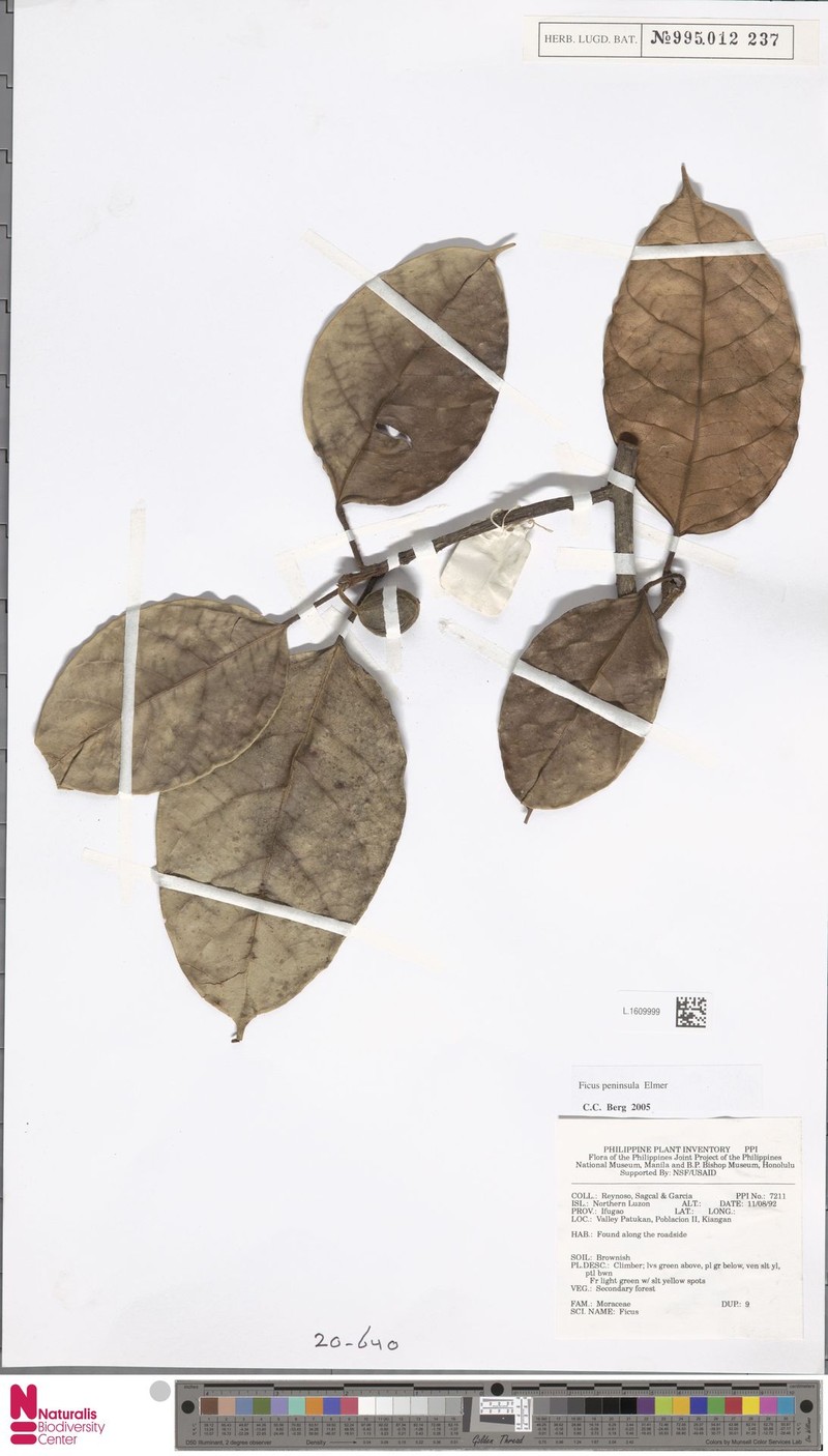 Ficus peninsula photo 5