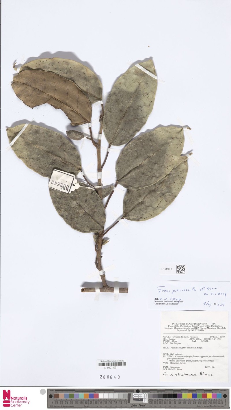 Ficus peninsula photo 8