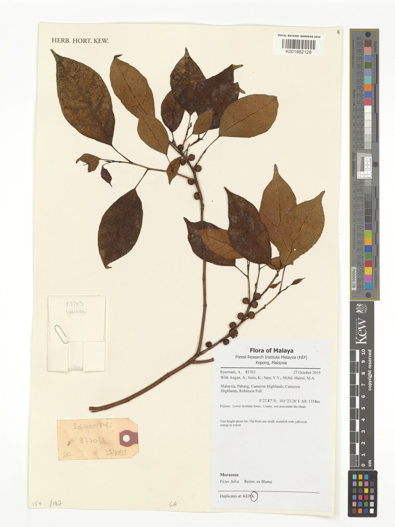 Ficus perfulva