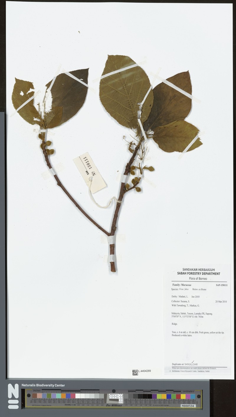 Ficus perfulva photo 2