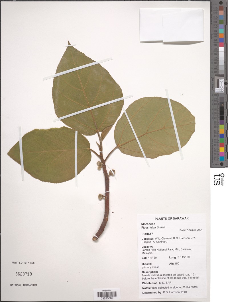 Ficus perfulva photo 3