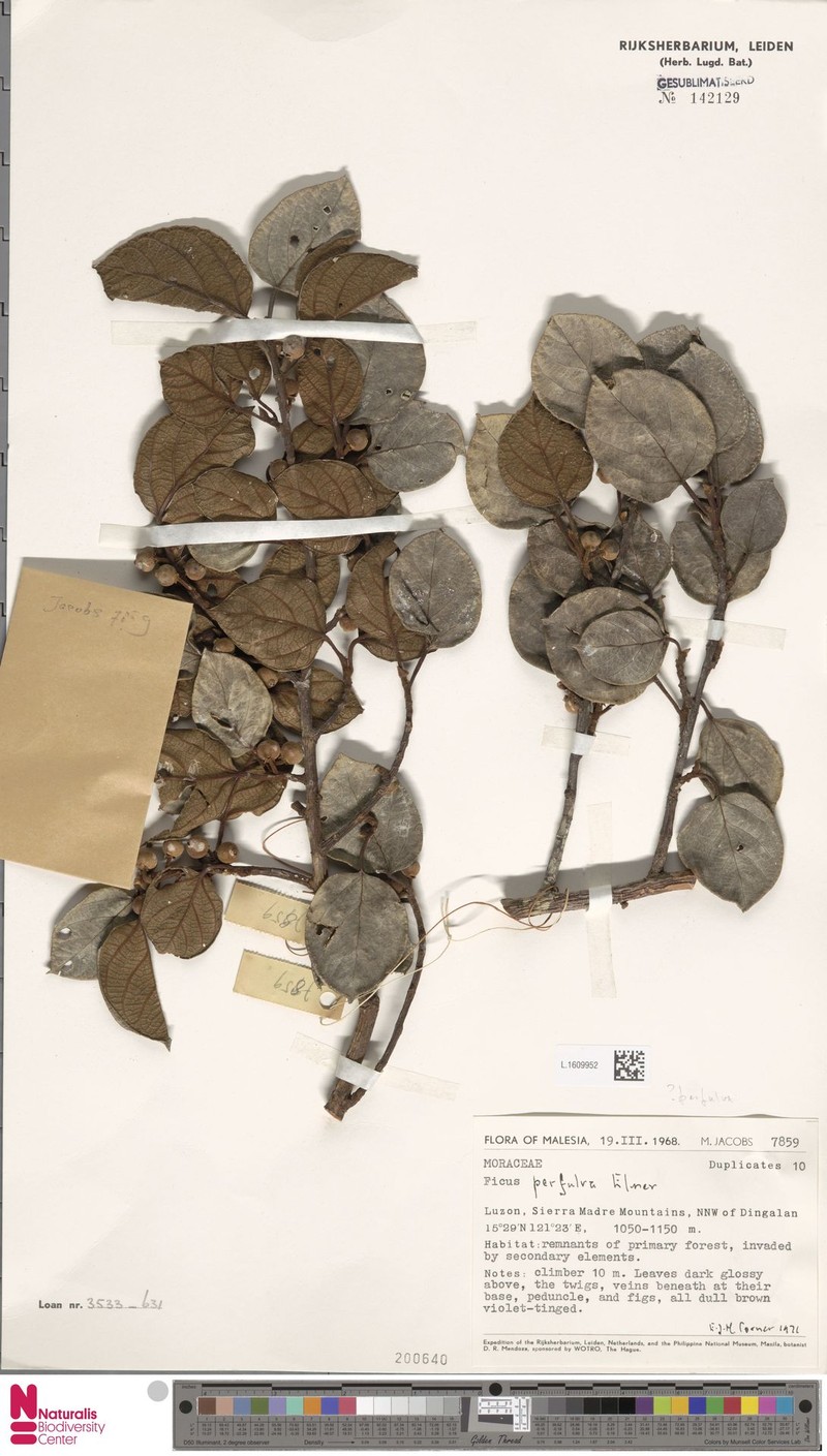 Ficus perfulva photo 4