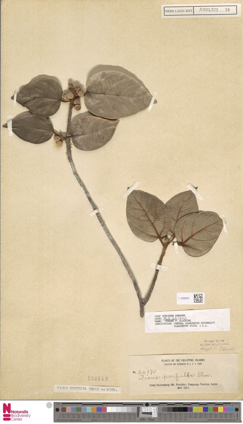 Ficus perfulva photo 5