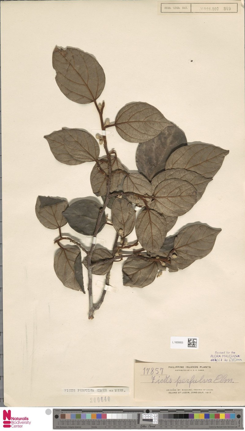 Ficus perfulva photo 6