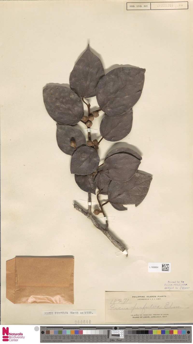 Ficus perfulva photo 7