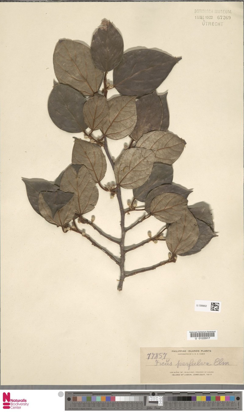 Ficus perfulva photo 8
