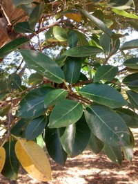 Ficus pertusa