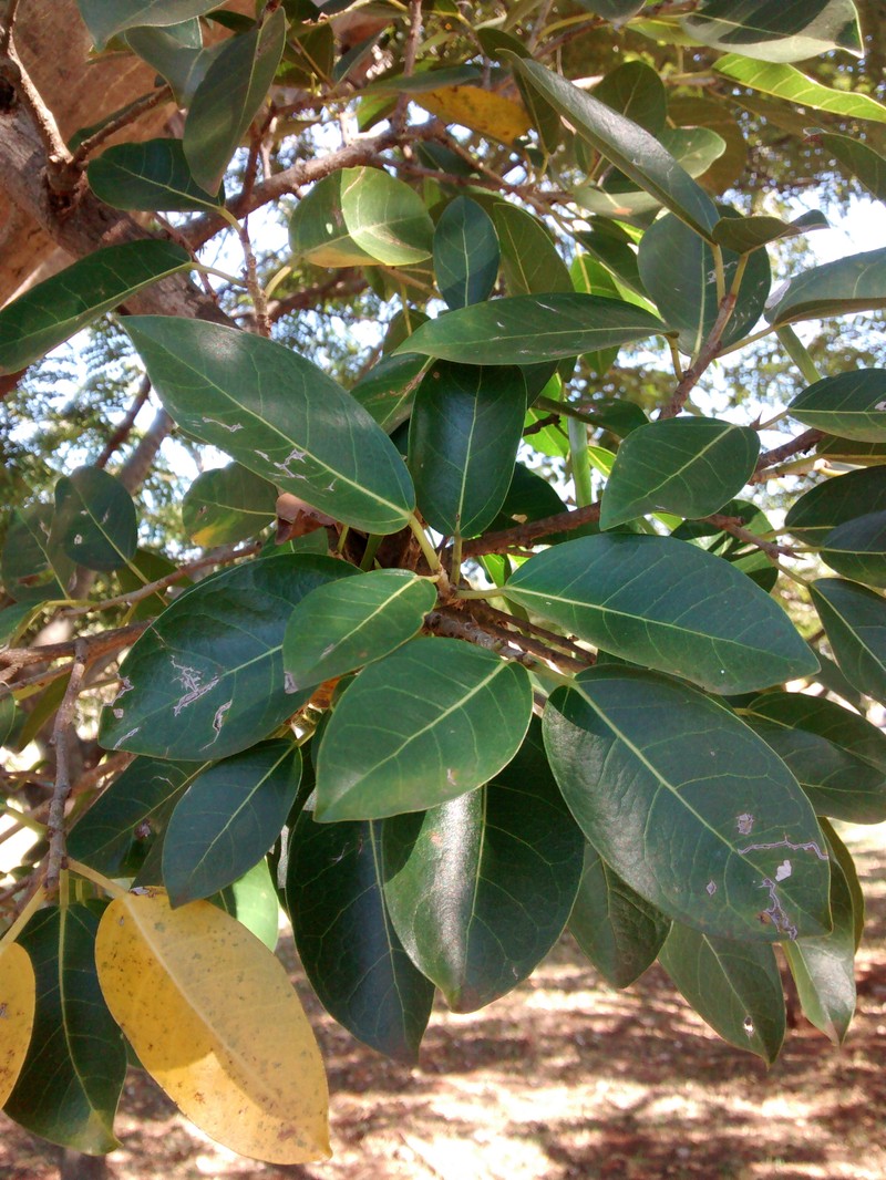 Ficus pertusa