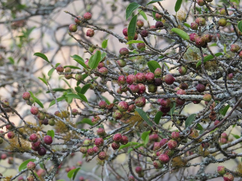 Ficus pertusa photo 2
