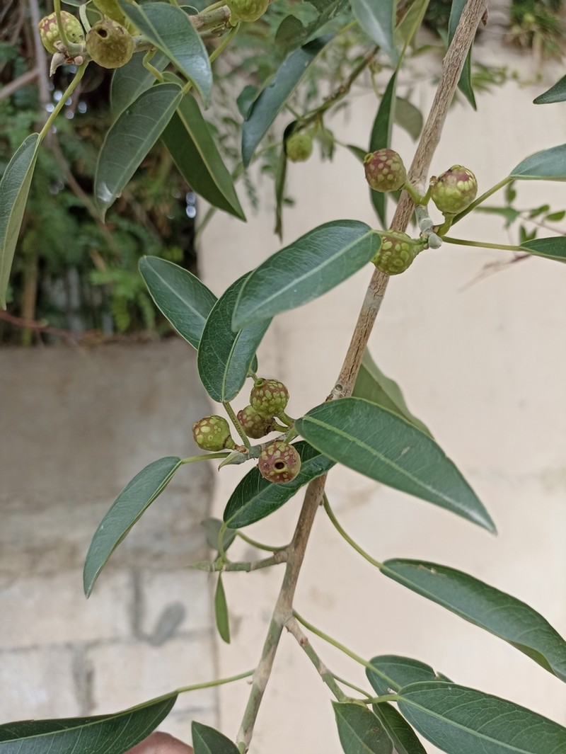 Ficus pertusa photo 3
