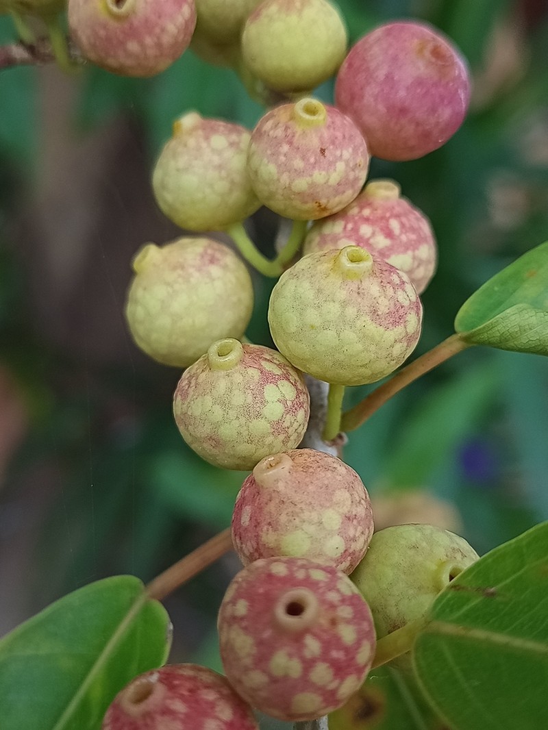 Ficus pertusa photo 4
