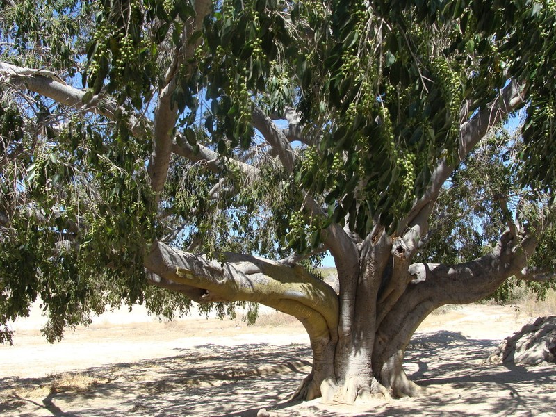 Ficus pertusa photo 5