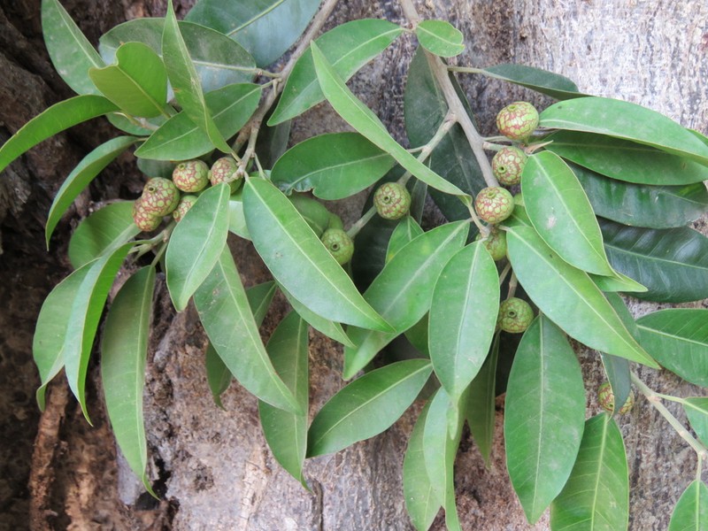 Ficus pertusa photo 6