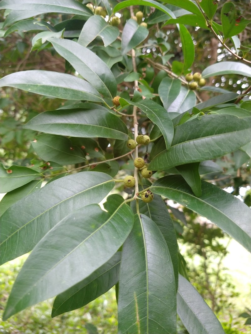 Ficus pertusa photo 7