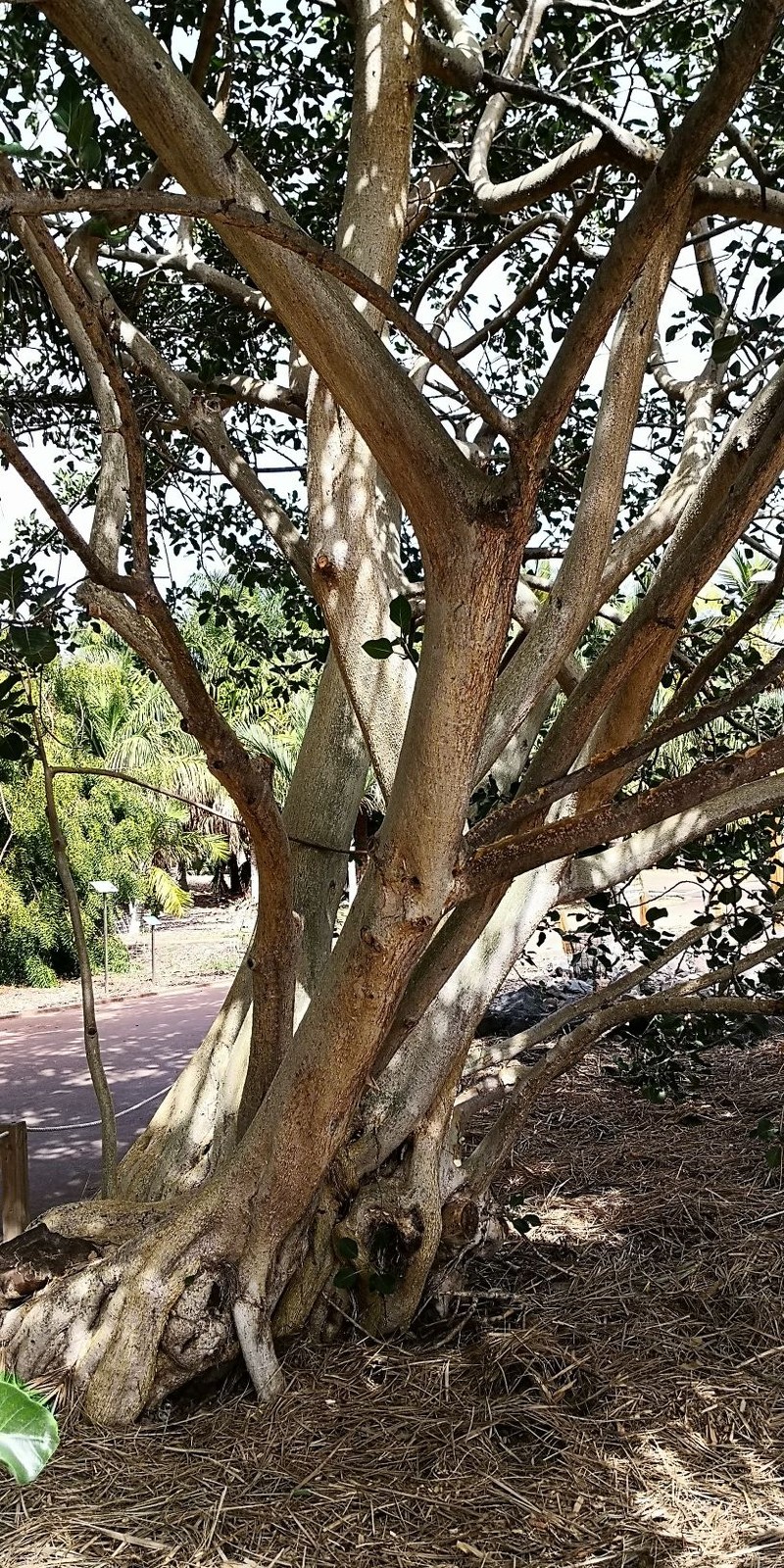 Ficus petiolaris