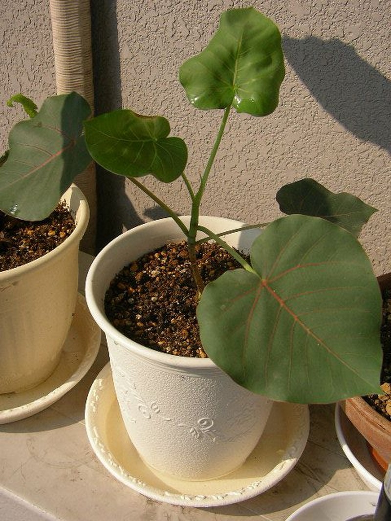 Ficus petiolaris photo 2