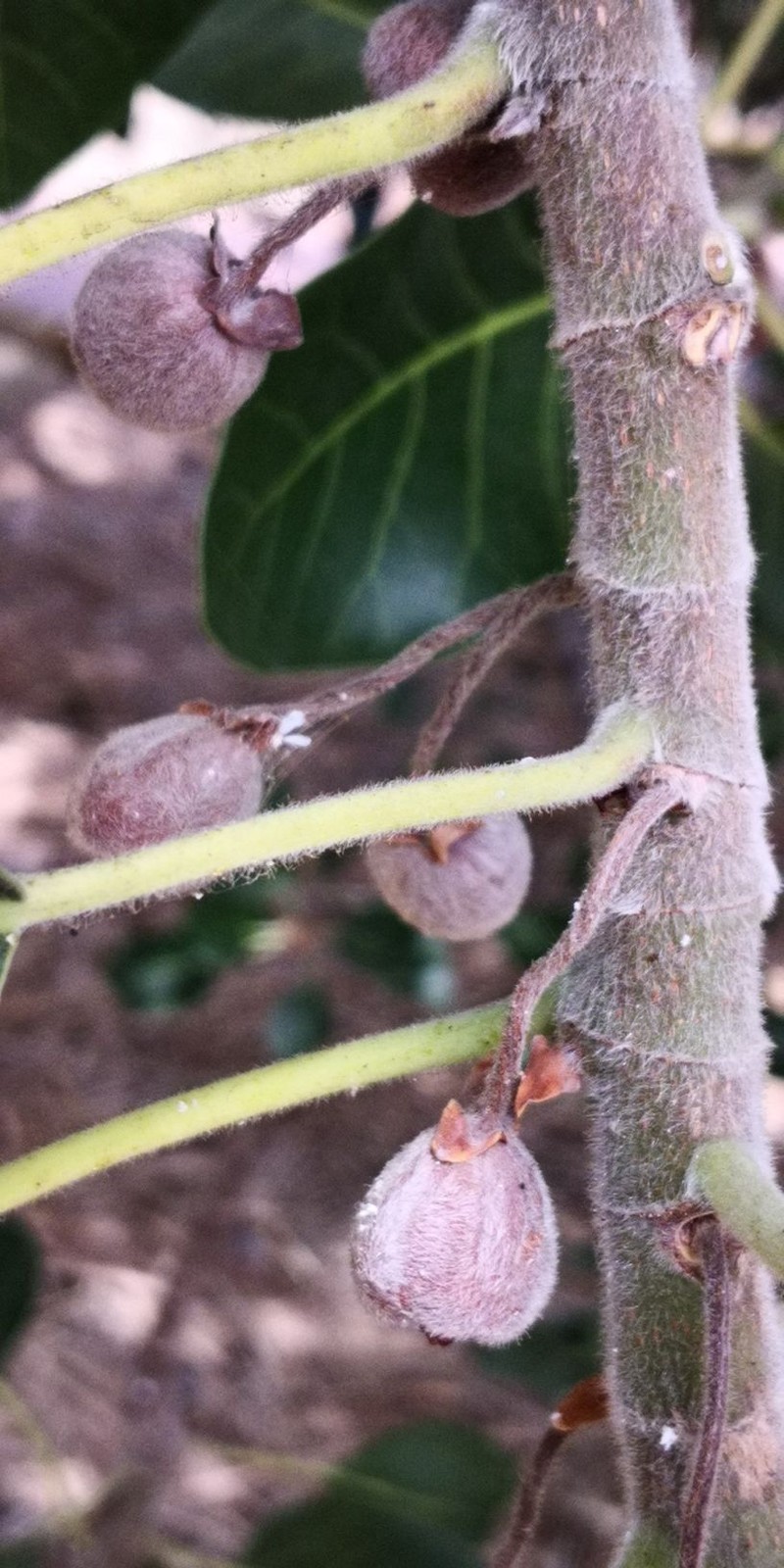 Ficus petiolaris photo 3