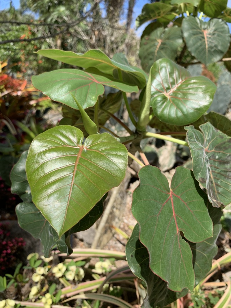 Ficus petiolaris photo 4