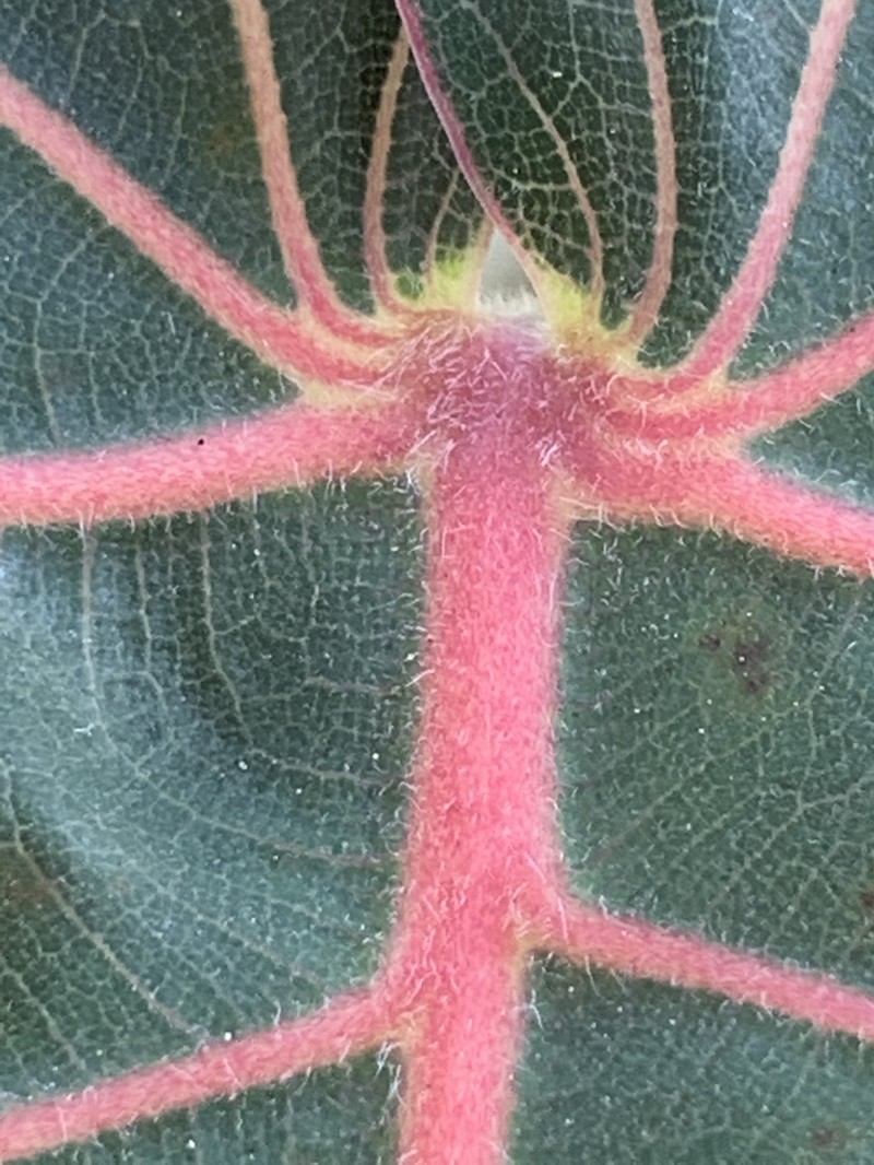 Ficus petiolaris photo 5