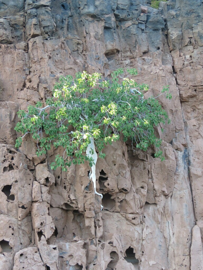 Ficus petiolaris photo 6