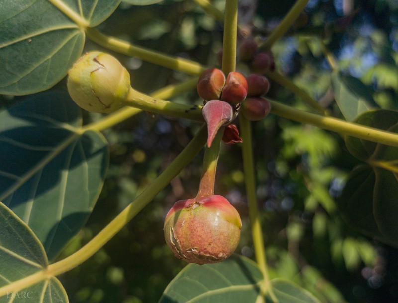 Ficus petiolaris photo 7