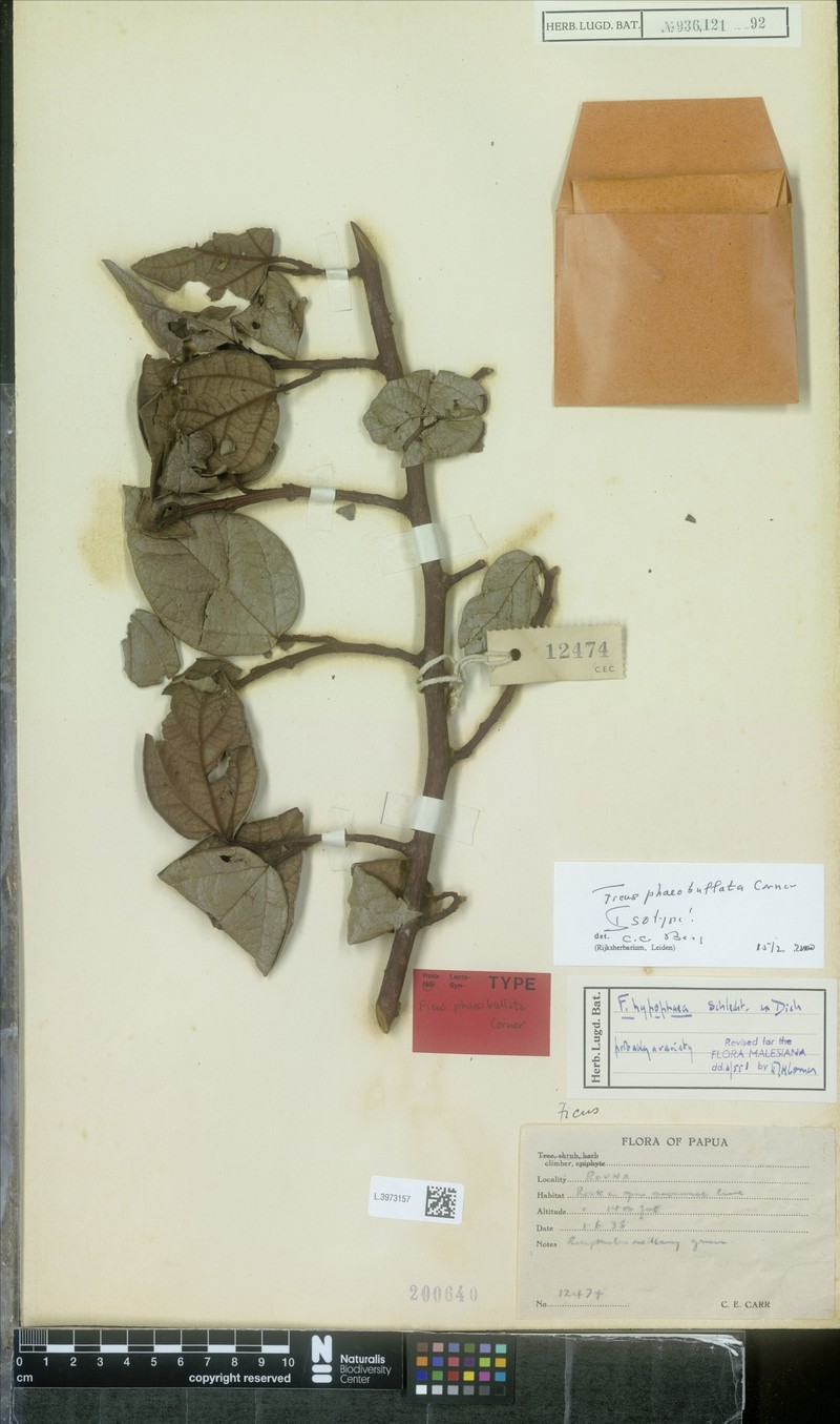 Ficus phaeobullata