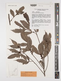 Ficus phaeosyce
