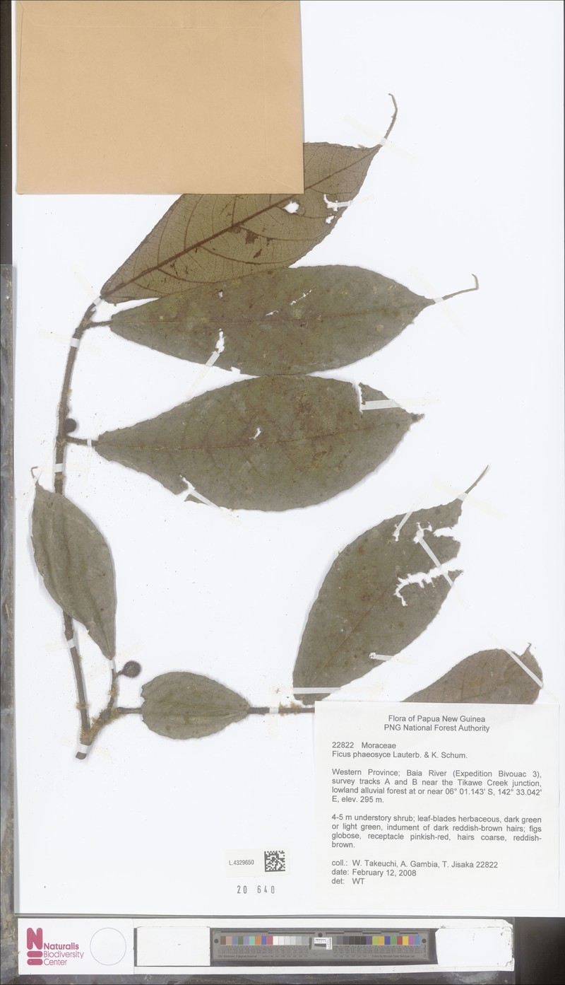 Ficus phaeosyce photo 2