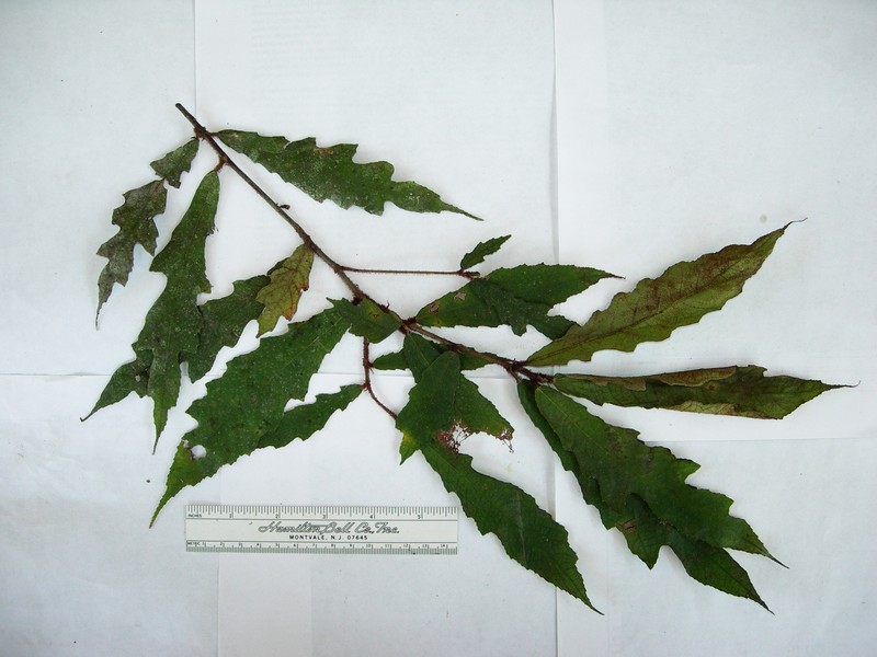 Ficus phaeosyce photo 3