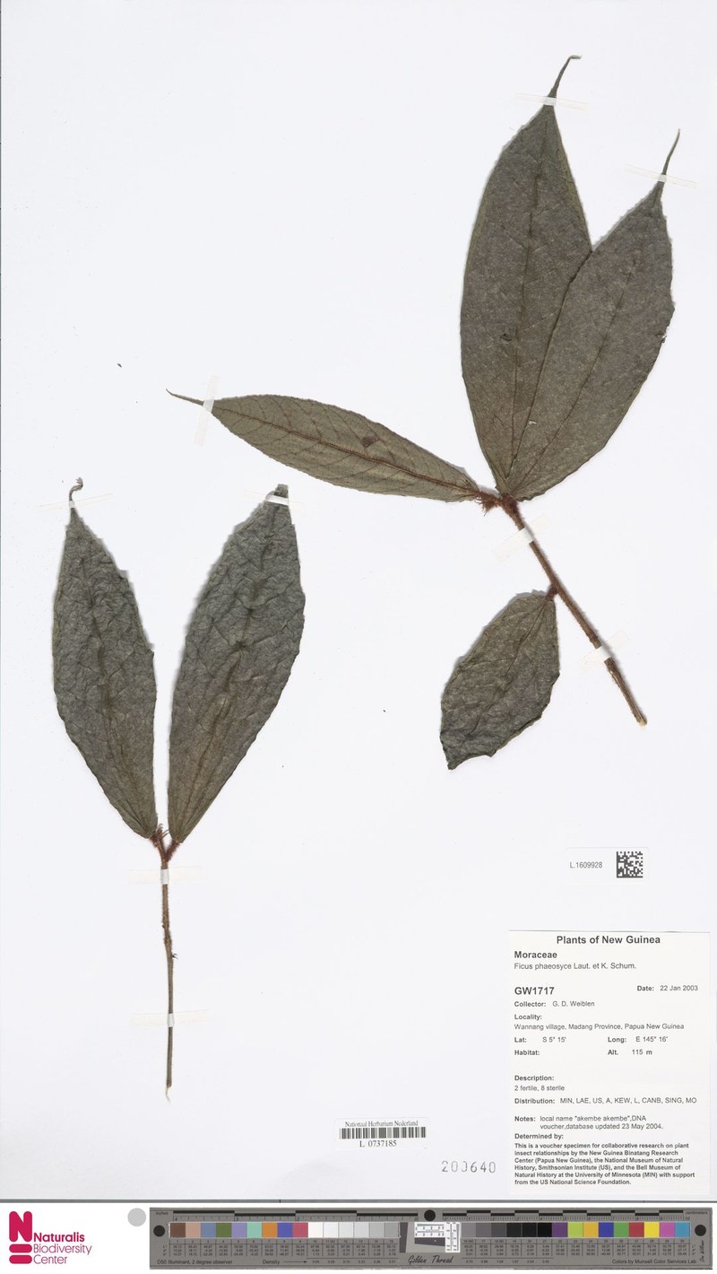 Ficus phaeosyce photo 4