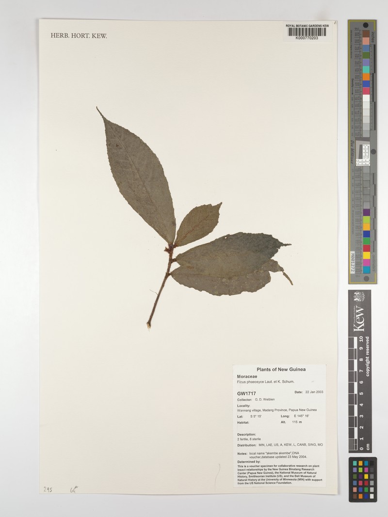 Ficus phaeosyce photo 5