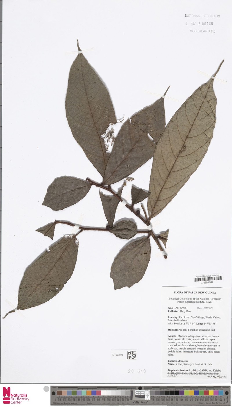 Ficus phaeosyce photo 6