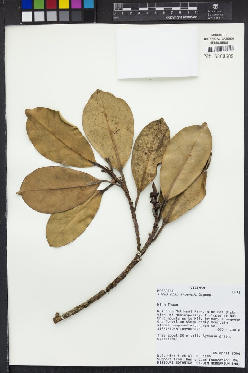 Ficus phanrangensis