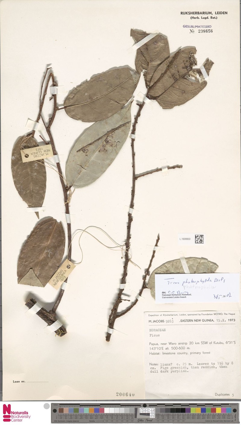 Ficus phatnophylla