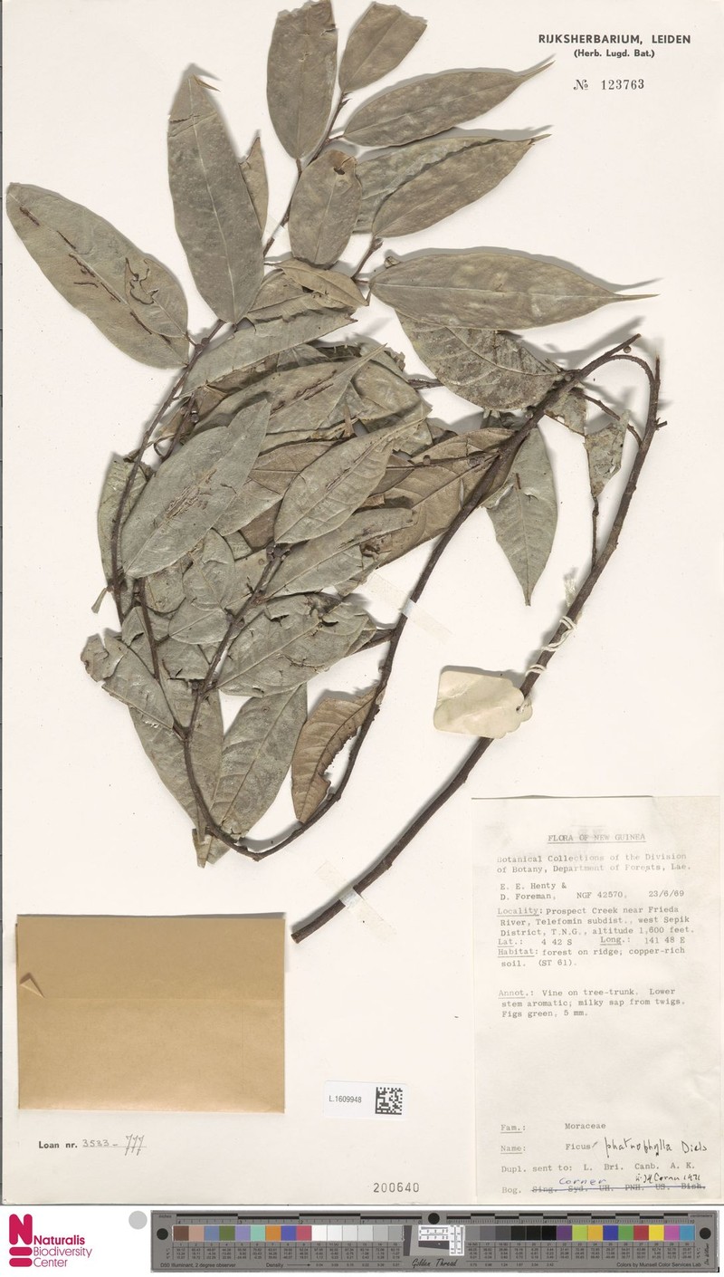 Ficus phatnophylla photo 2